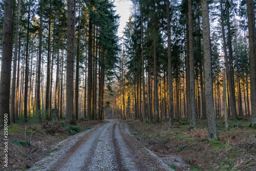 Forest with narrow trees just before sunset