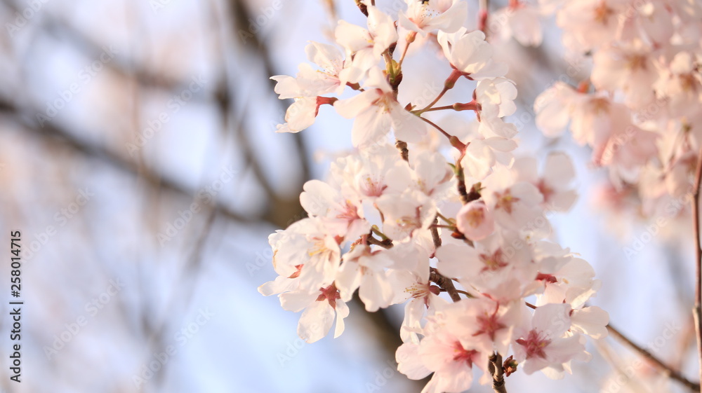春の空、桜と花びら 戸田川緑地
