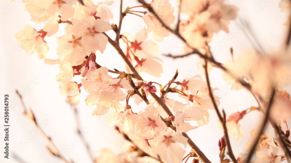春の空、桜と花びら 戸田川緑地