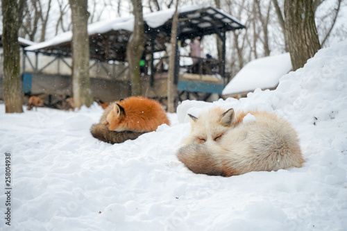 Zao Fox Village Winter, Miyagi Prefecture, Tohoku, Japan