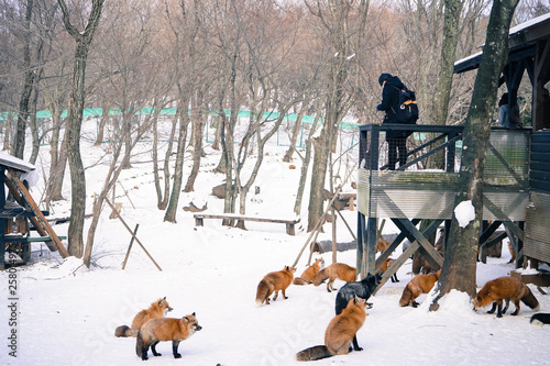 Zao Fox Village Winter, Miyagi Prefecture, Tohoku, Japan