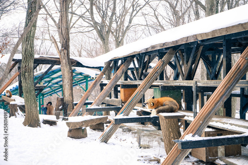 Zao Fox Village Winter, Miyagi Prefecture, Tohoku, Japan