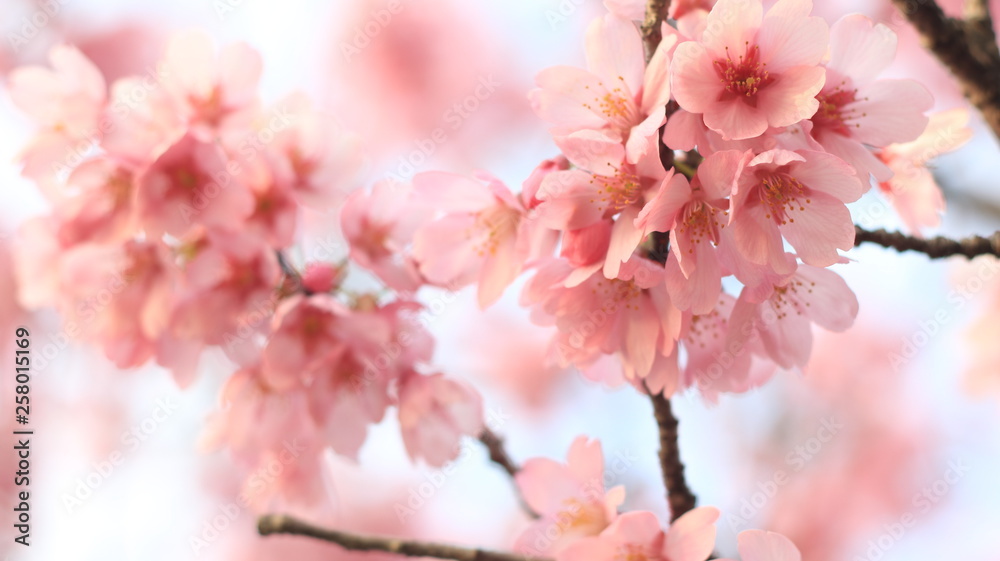 春の空と桜 戸田川緑地 春の空と桜 戸田川緑地