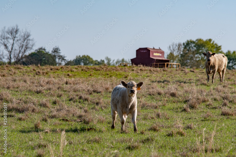 White calf with mom and feeder in background White calf with mom and feeder in background