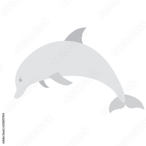 isolated cute dolphing