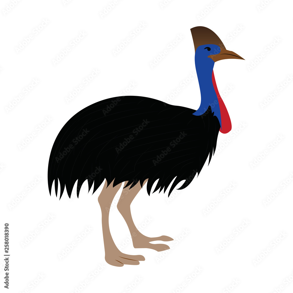 Obraz premium isolated cute emu