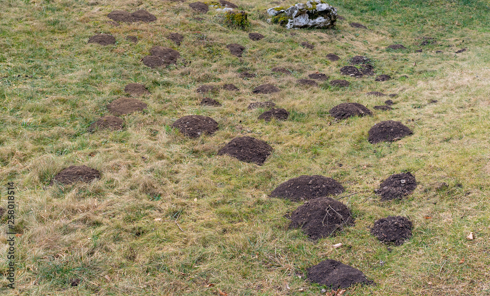 Moles construct networks of tunnels in the soil surface Stock Photo ... Biology Diagrams