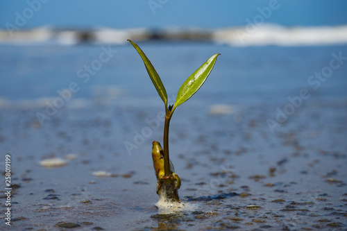 New Born Plant at beach