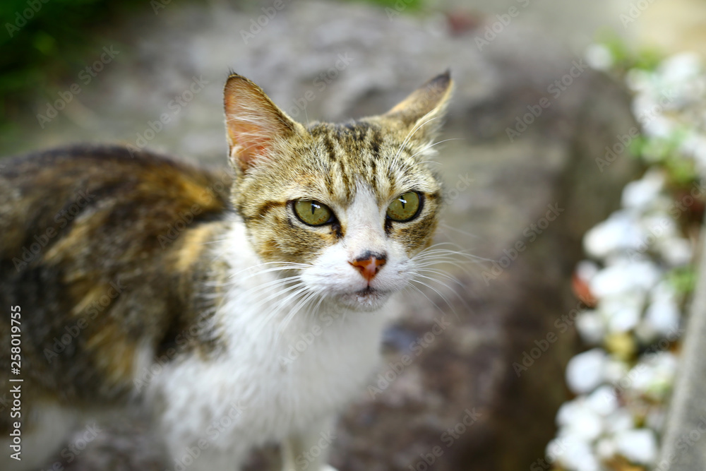 Fototapeta premium 軒先の野良猫