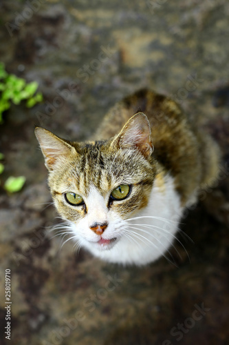 Wallpaper Mural 軒先の野良猫 Torontodigital.ca