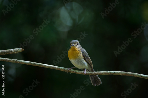 Tickell's blue-flycatcher perching on a branch photo