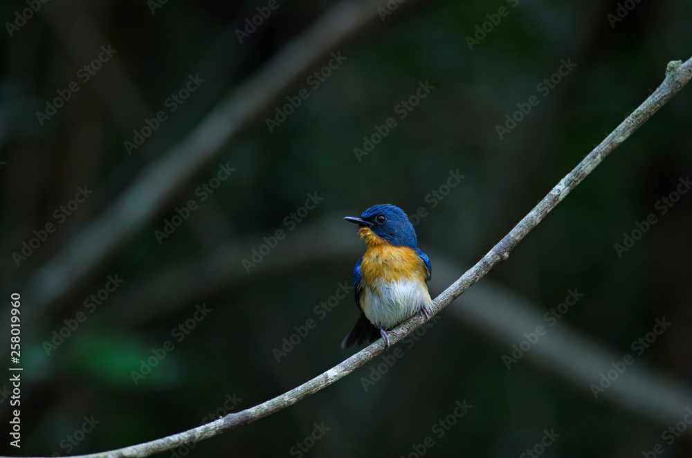 Fototapeta premium Tickell's blue-flycatcher perching on a branch