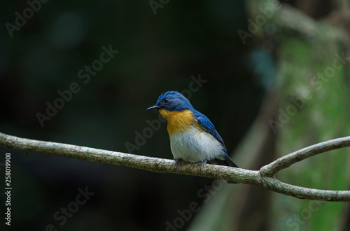 Tickell's blue-flycatcher perching on a branch © forest71