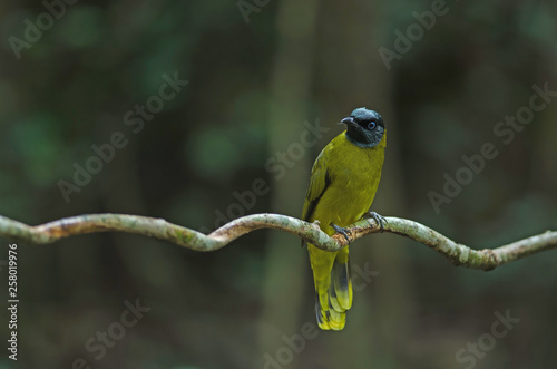 Black-headed Bulbul, Pycnonotus atriceps photo