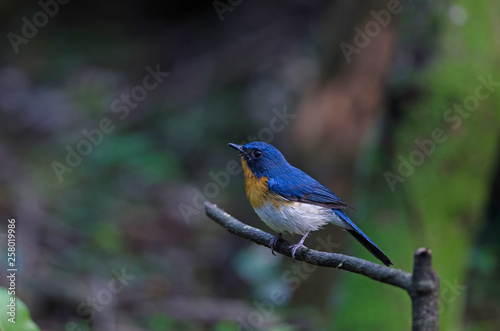 Tickell's blue-flycatcher perching on a branch