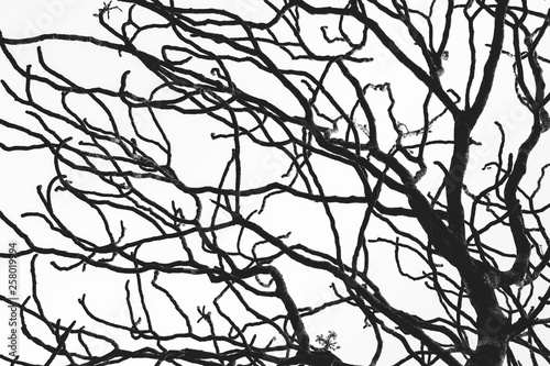 Dead tree and branch isolated on white background. Black branches of tree backdrop. Nature texture background. Tree branch for graphic design and decoration. Art on black and white scene.