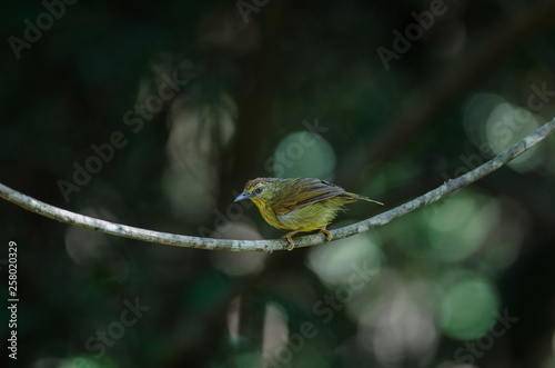 Pin-striped Tit Babbler in forest Thailand photo