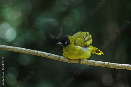 Black-headed Bulbul, Pycnonotus atriceps photo