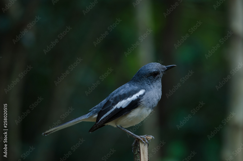 Obraz premium Oriental magpie robin (Copsychus saularis) on branch