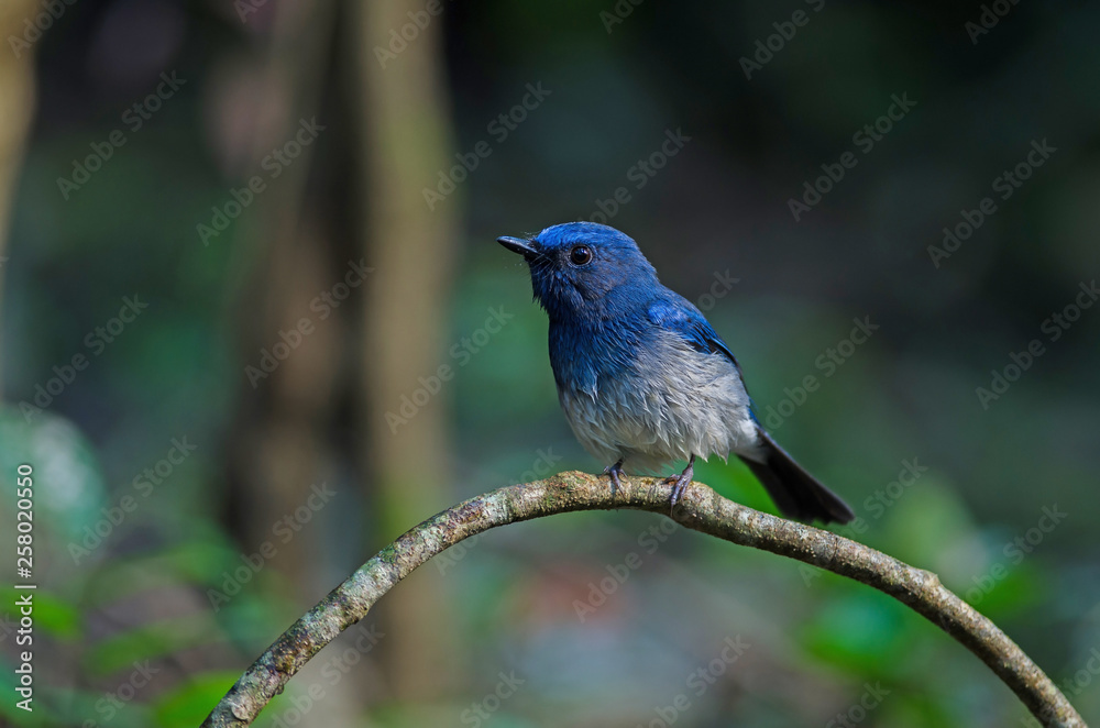 Hainan blue flycatcher (Cyornis hainanus)