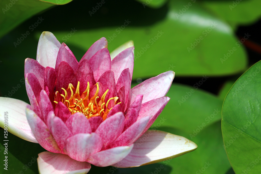 ハスの花 ハスの花