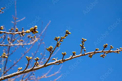 Cherry buds waiting for spring