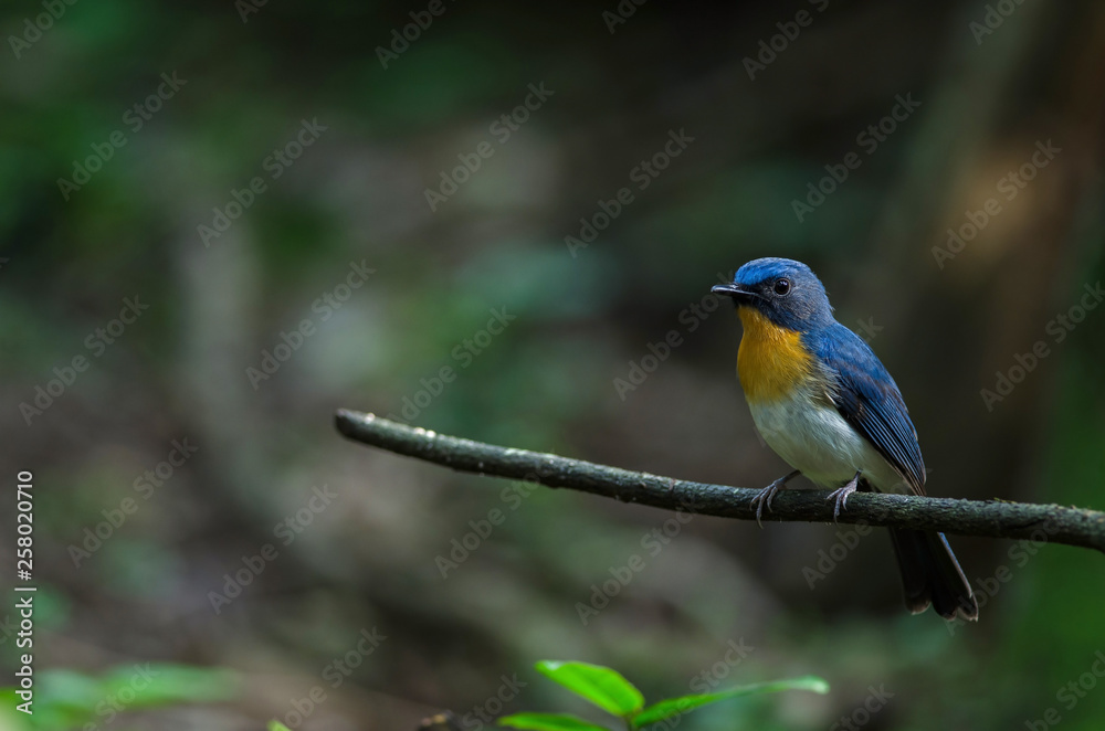 Tickell's blue-flycatcher perching on a branch