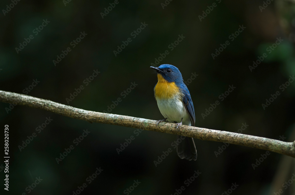 Tickell's blue-flycatcher perching on a branch