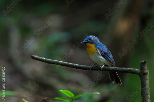 Tickell's blue-flycatcher perching on a branch photo