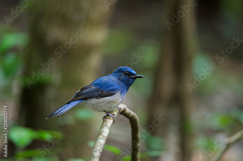 Hainan blue flycatcher (Cyornis hainanus)