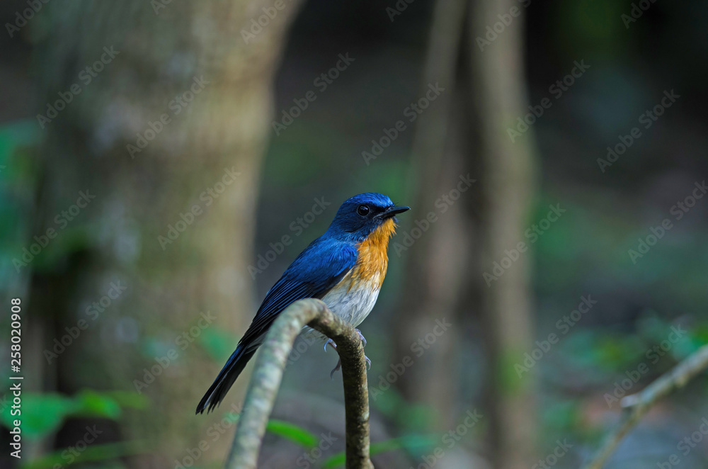 Tickell's blue-flycatcher perching on a branch Tickell's blue-flycatcher perching on a branch