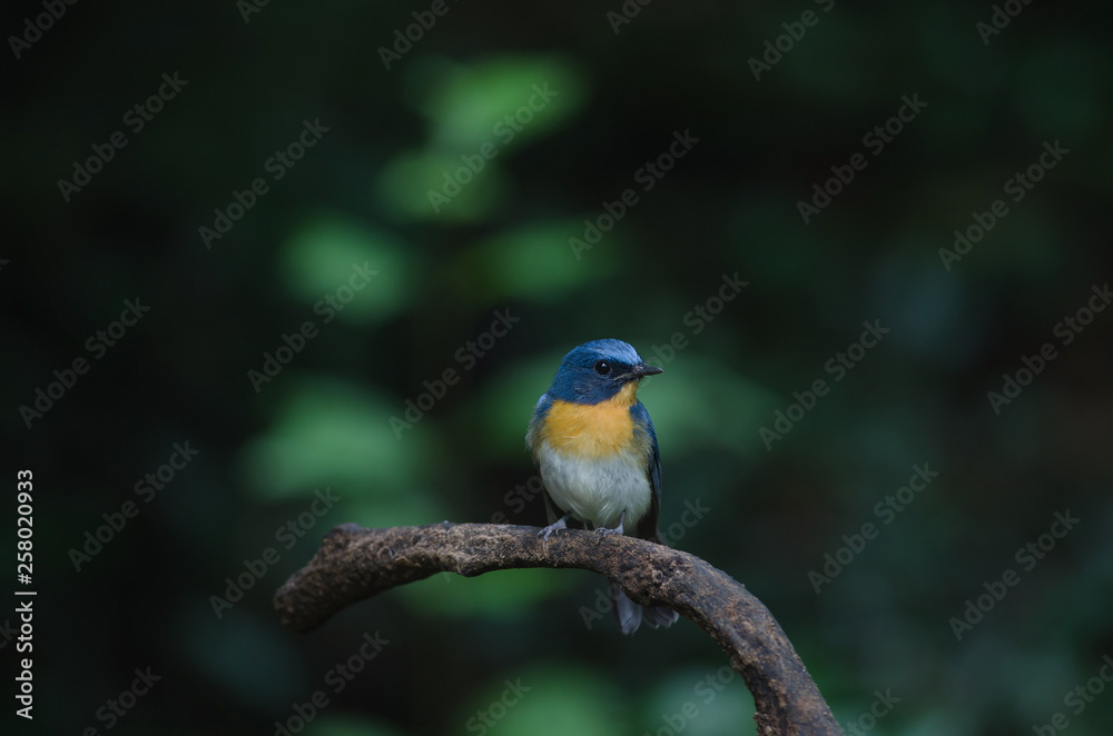 Tickell's blue-flycatcher perching on a branch Tickell's blue-flycatcher perching on a branch