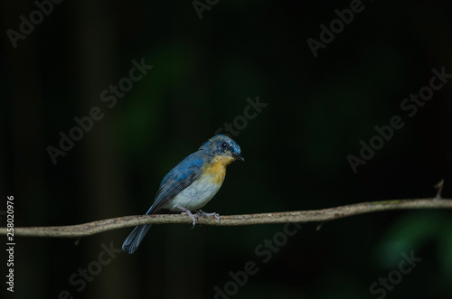 Tickell's blue-flycatcher perching on a branch © forest71