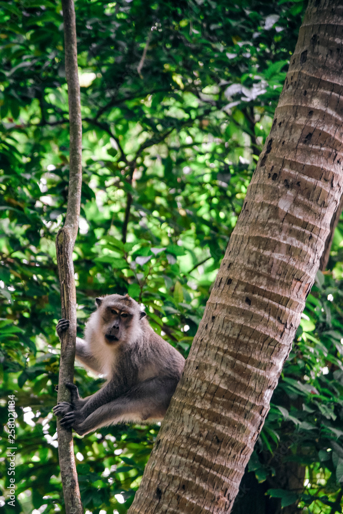 Naklejka premium Monkey in Jungle on Ko Phagnan Island in Thailand