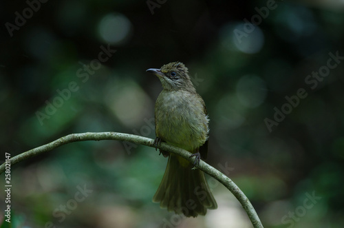 Stripe-throated Bulbul on a branch photo