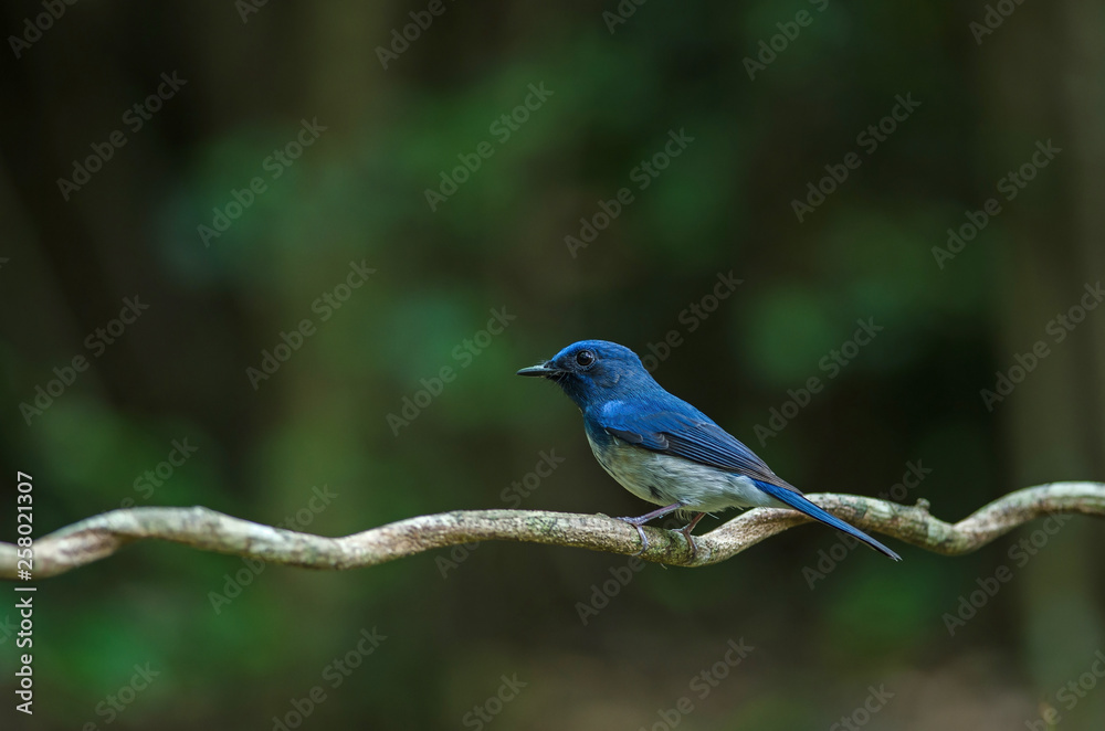 Hainan blue flycatcher (Cyornis hainanus)
