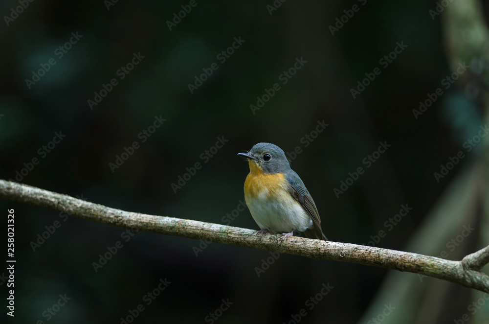 Fototapeta premium Tickell's blue-flycatcher perching on a branch