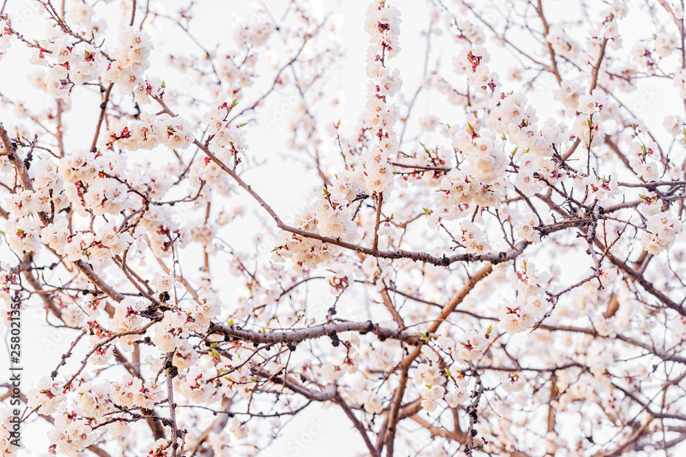 Beautiful cherry blossom sakura in spring time over white background