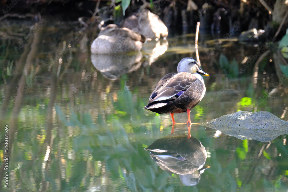 wild bird duck wild bird duck