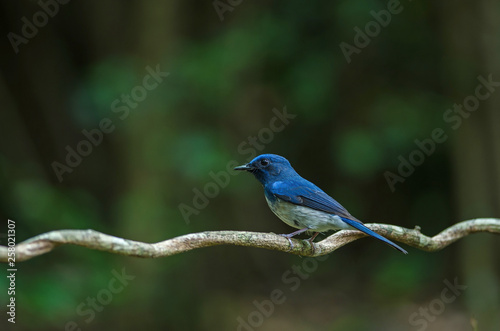 Hainan blue flycatcher (Cyornis hainanus) © forest71