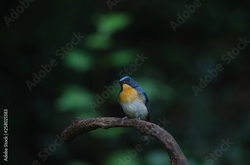 Tickell's blue-flycatcher perching on a branch
