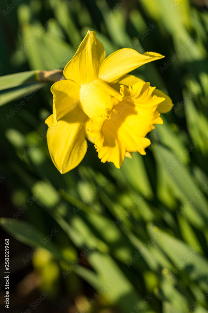 close up of one beautiful yellow daffodil flower under the sun in the garden close up of one beautiful yellow daffodil flower under the sun in the garden