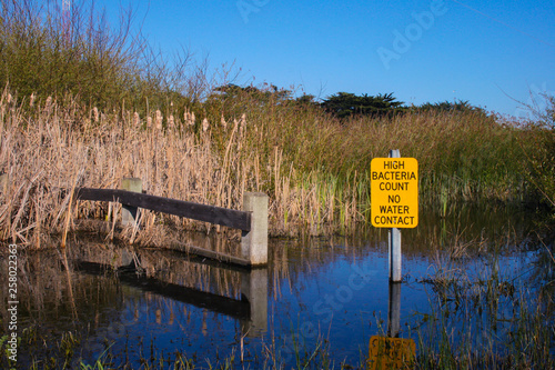 Canvas Print A yellow warning sign reading High Bacteria Count No Water Contact is shown in a pond with cattails and reeds in the background