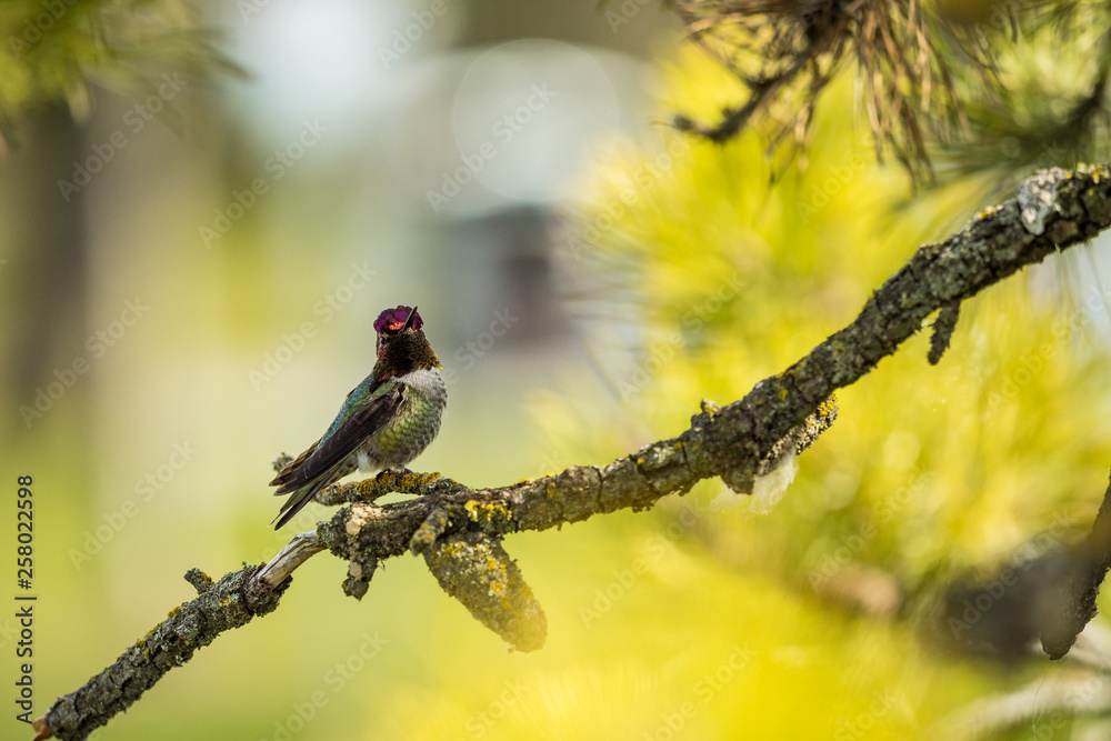 beautiful tiny Ana's hummingbird resting on moss covered tree branch with blurry green background beautiful tiny Ana's hummingbird resting on moss covered tree branch with blurry green background