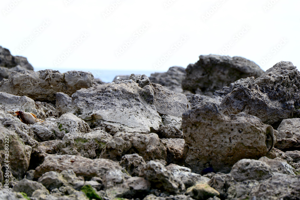 Rocky shore