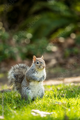 cute brown squirrel with furry big tail standing on the green grassy ground  with blurry background in the park staring at you with curiosity,  © Yi