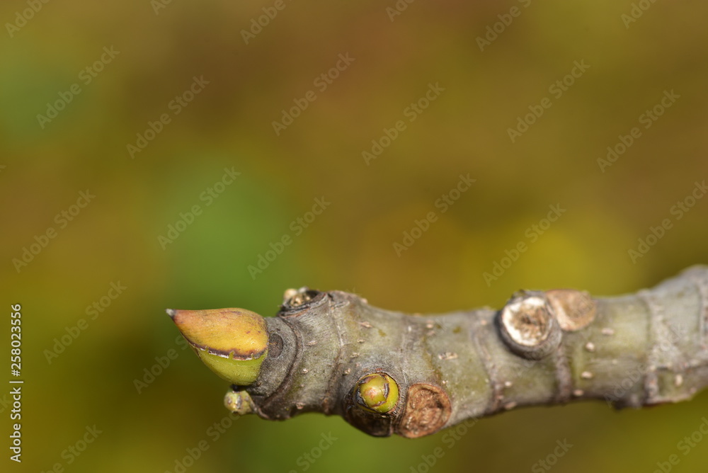 Fototapeta premium nahaufnahme eines baumzweiges mit einer blattknospe im frühling