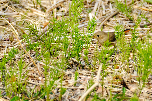 wild bird reed bunting