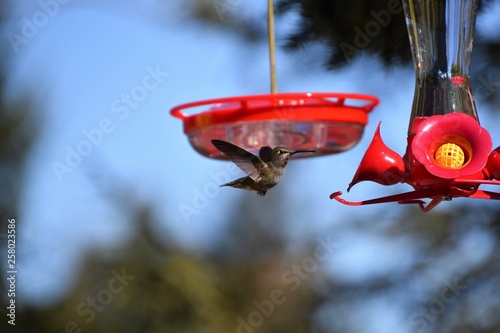 ハチドリ　　Anna's Hummingbird   photo