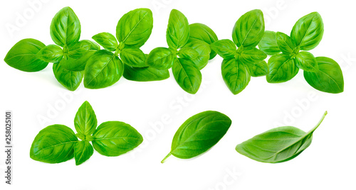 Fresh green basil leaves collection isolated on white background. Border frame of Basil leaf herb. Macro.